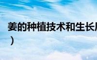 姜的种植技术和生长周期（姜的种植技术方法）