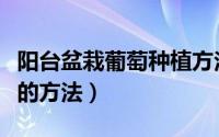 阳台盆栽葡萄种植方法（在家中阳台种植葡萄的方法）
