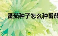番茄种子怎么种番茄（番茄种子怎么种）