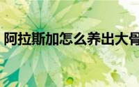 阿拉斯加怎么养出大骨架（阿拉斯加怎么养）
