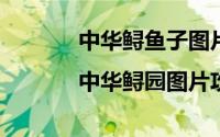 中华鲟鱼子图片（中华鲟图片|中华鲟园图片攻略）