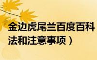 金边虎尾兰百度百科（金边虎尾兰怎么养殖方法和注意事项）