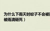 为什么下雨天时蚊子不会被雨淋（为什么下雨天时蚊子不会被雨滴砸死）