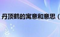 丹顶鹤的寓意和意思（丹顶鹤的寓意和象征）