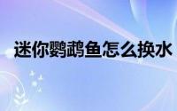 迷你鹦鹉鱼怎么换水（迷你鹦鹉鱼怎么养）