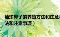袖珍椰子的养殖方法和注意事项有哪些（袖珍椰子的养殖方法和注意事项）