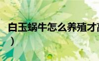 白玉蜗牛怎么养殖才高产量（白玉蜗牛怎么养）