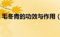 毛冬青的功效与作用（毛冬青的功效与作用）