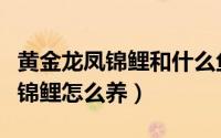 黄金龙凤锦鲤和什么鱼一起养合适（黄金龙凤锦鲤怎么养）