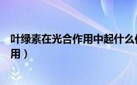 叶绿素在光合作用中起什么作用（叶绿素在光合作用中的作用）