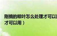 刚摘的粽叶怎么处理才可以用来保温（刚摘的粽叶怎么处理才可以用）