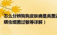 怎么分辨狗狗皮肤病是真菌还有螨虫（狗狗常见皮肤病 真菌螨虫细菌过敏等详解）