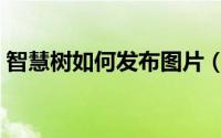智慧树如何发布图片（智慧树如何发布视频）