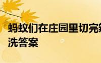蚂蚁们在庄园里切完辣椒后手都火辣辣的用醋洗答案