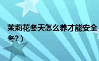 茉莉花冬天怎么养才能安全（茉莉花冬天怎么养才能安全过冬?）