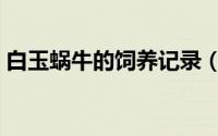 白玉蜗牛的饲养记录（白玉蜗牛的饲养方法）