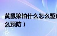 黄鼠狼怕什么怎么驱赶黄鼠（黄鼠狼怕什么怎么预防）