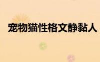 宠物猫性格文静黏人（宠物猫性格的特点）