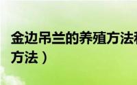 金边吊兰的养殖方法和技巧（金边吊兰的养殖方法）