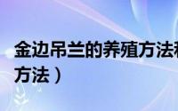 金边吊兰的养殖方法和技巧（金边吊兰的养殖方法）
