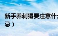 新手养刺猬要注意什么（新手养刺猬的十大禁忌）