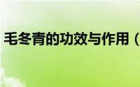 毛冬青的功效与作用（毛冬青的功效与作用）