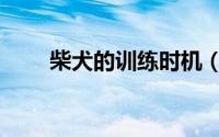 柴犬的训练时机（柴犬的训练方法）