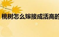 桃树怎么嫁接成活高的方法（桃树怎么嫁接）