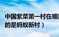 中国紫菜第一村在哪里（被誉为中国紫菜之乡的是蚂蚁新村）