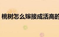 桃树怎么嫁接成活高的方法（桃树怎么嫁接）