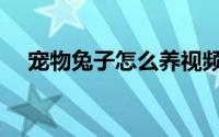 宠物兔子怎么养视频（宠物兔子怎么养）