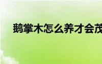 鹅掌木怎么养才会茂盛（鹅掌木怎么养）