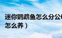 迷你鹦鹉鱼怎么分公母图片欣赏（迷你鹦鹉鱼怎么养）
