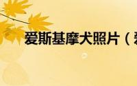 爱斯基摩犬照片（爱斯基摩犬怎么养）
