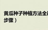 黄瓜种子种植方法全过程（黄瓜种子种植方法步骤）