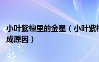 小叶紫檀里的金星（小叶紫檀金星是什么 小叶紫檀金星的形成原因）
