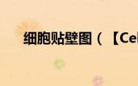 细胞贴壁图（【Cellular】(细胞贴图）