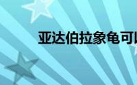 亚达伯拉象龟可以养吗（亚达西）