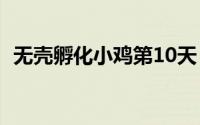 无壳孵化小鸡第10天（无壳孵化小鸡教程）