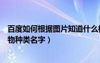 百度如何根据图片知道什么植物（用百度图片识别来识别植物种类名字）