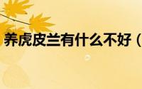 养虎皮兰有什么不好（养虎皮兰有什么好处）