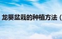 龙葵盆栽的种植方法（少花龙葵的养殖方法）