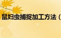 鼠妇虫捕捉加工方法（鼠妇虫大量捕捉方法）