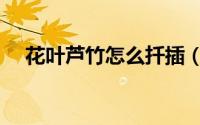花叶芦竹怎么扦插（花叶芦竹怎么培育）