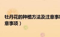 牡丹花的种植方法及注意事项视频（牡丹花的种植方法及注意事项）