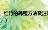 红竹的养殖方法及注意事项（红竹的养殖方法）