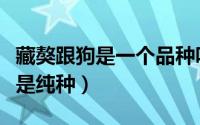 藏獒跟狗是一个品种吗（教你分辨藏獒犬是不是纯种）