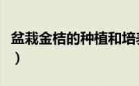 盆栽金桔的种植和培养（盆栽金桔的种植方法）