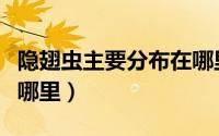 隐翅虫主要分布在哪里呢（隐翅虫主要分布在哪里）