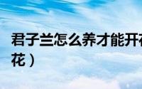 君子兰怎么养才能开花（君子兰怎么养才能开花）